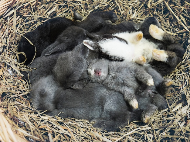 Petits charmants petits lapins thaïlandais