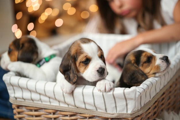 Petits chiots