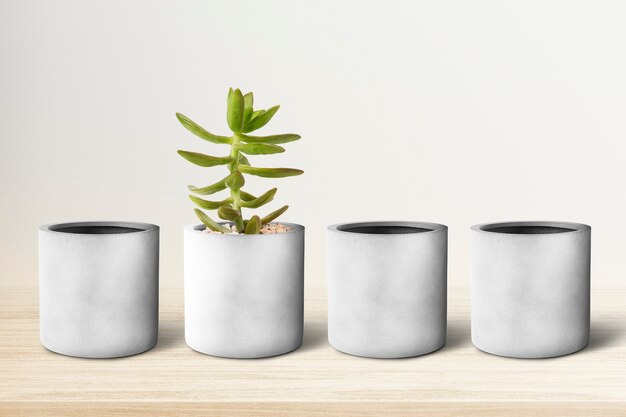 Petits pots de plantes gris d'affilée avec une succulente