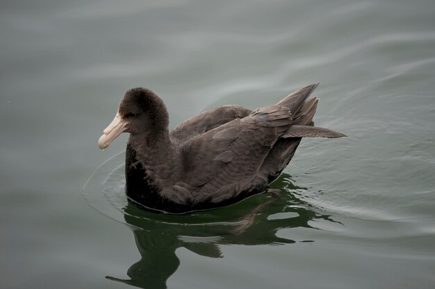 pétrel géant antarctique - southern giant petrel