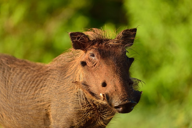 Phacochère boueux dans la nature