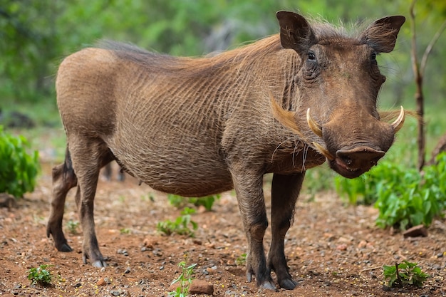 Photo gratuite phacochère dans son milieu naturel