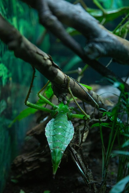 Phasme dans un terrarium