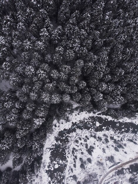 Photo aérienne des beaux pins enneigés de la forêt