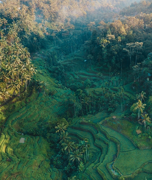 Photo aérienne verticale de collines herbeuses et de palmiers pendant la journée