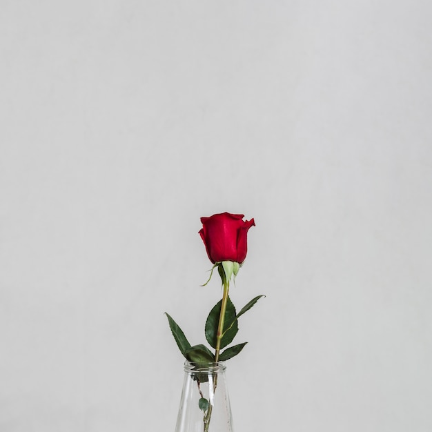 Photo artistique de la belle rose