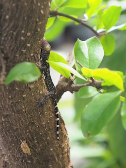 Photo d'un bébé gecko perché sur un arbre