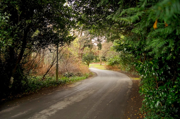 Photo gratuite photo d'un chemin boisé avec des arbres