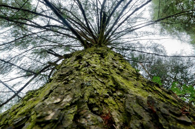 Photo en contre-plongée de l'arbre