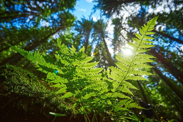 Photo détaillée d'une belle feuille de fougère illuminée par des rayons de soleil Des rayons de soleil printaniers brillants brillent à travers les feuilles vertes de fougères dans les profondeurs d'une forêt de pins pittoresque dans les montagnes