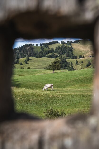 Photo encadrée d'un cheval blanc dans un pâturage vallonné