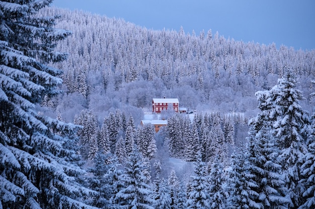 Photo fascinante de maisons colorées dans une forêt montagneuse avec des arbres denses en hiver