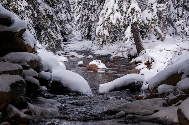 Photo fascinante d'une rivière avec des pierres et des arbres enneigés