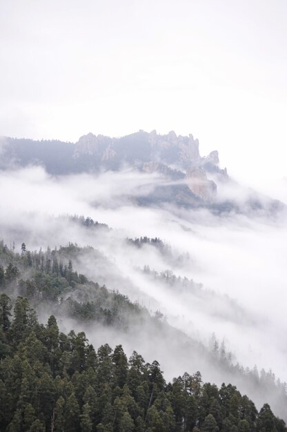 Photo fascinante des sapins à feuilles persistantes sous un ciel nuageux pittoresque