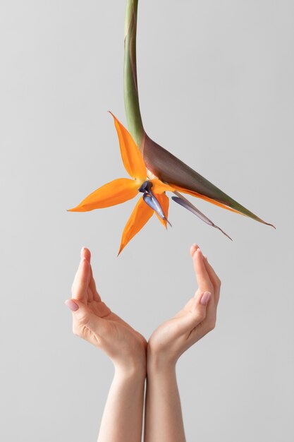 Photo de fleur délicate