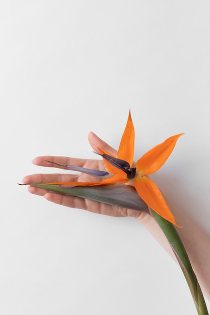 Photo de fleur délicate