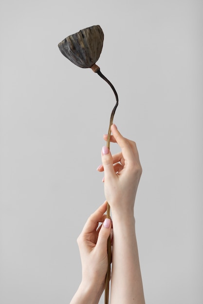 Photo de fleur délicate
