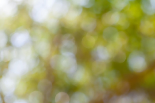 Photo floue de jeunes branches de brousse feuilles vertes fraîches