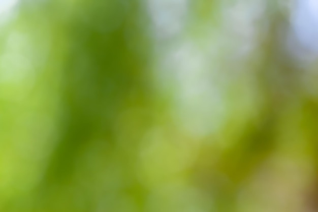 Photo floue de jeunes branches de brousse feuilles vertes fraîches