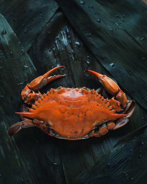 Photo en gros plan d'un crabe orange, vue de dessus