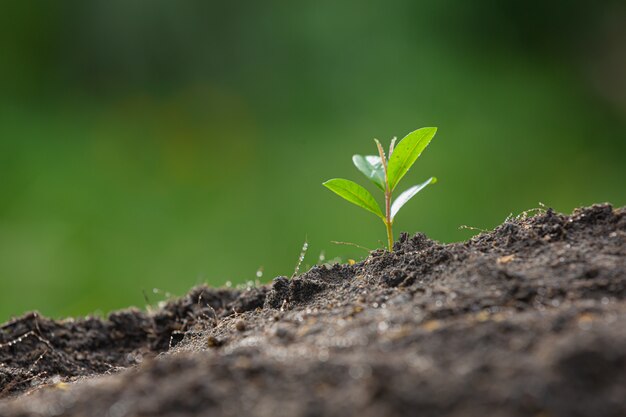 La photo en gros plan du jeune arbre de la plante se développe