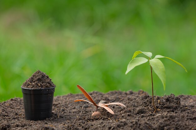 La photo en gros plan du jeune arbre de la plante se développe