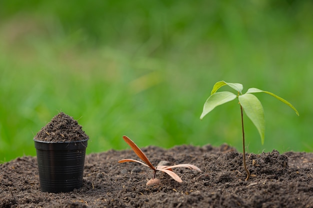 La photo en gros plan du jeune arbre de la plante se développe