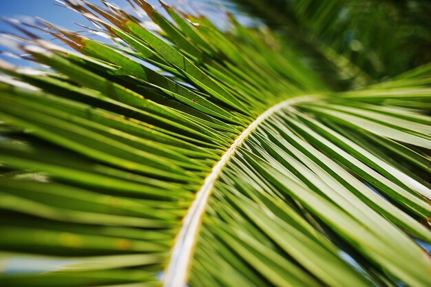 Photo gros plan de feuilles de palmier tropical vert vif