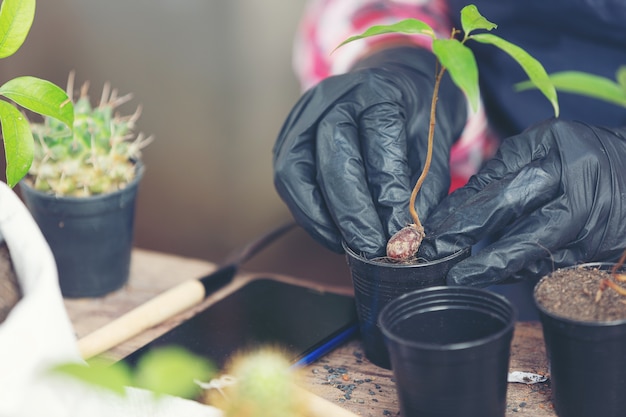 Photo gros plan des mains du jardinier Planter des plantes