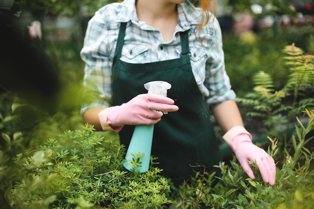 La photo en gros plan des mains de femme dans des gants roses pulvérisant des feuilles de plantes en serre