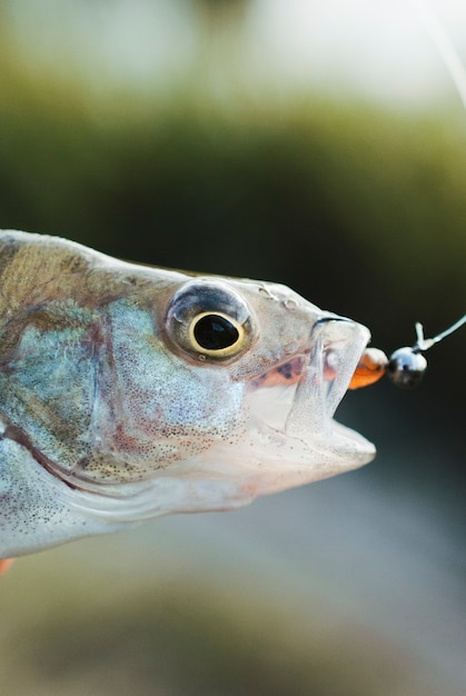 Photo gratuite photo macro d'un appât de pêche à l'intérieur de la gueule du poisson