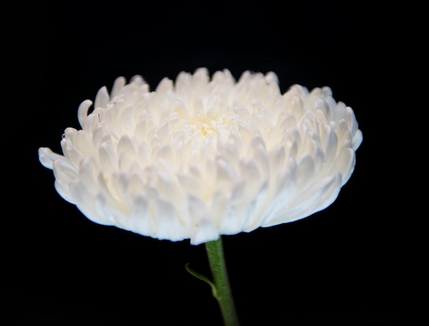 Photo macro de chrysanthème blanc