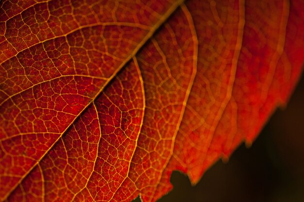 Photo macro d'une feuille rouge sous les lumières sur un fond noir