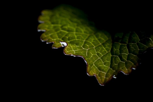 Photo macro d'une feuille verte sous les lumières isolées sur fond noir