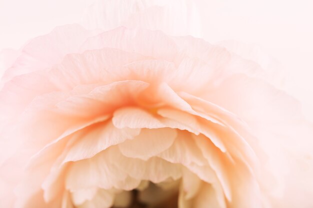 Photo macro de jolie rose rose