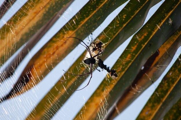 Photo macro photographie d'une araignée noire tissant une toile d'araignée sur un arrière-plan flou