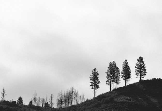 Photo mélancolique en noir et blanc d'une forêt