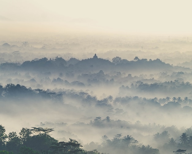 Photo de paysage d'une forêt montagneuse effrayante recouverte d'un épais brouillard.