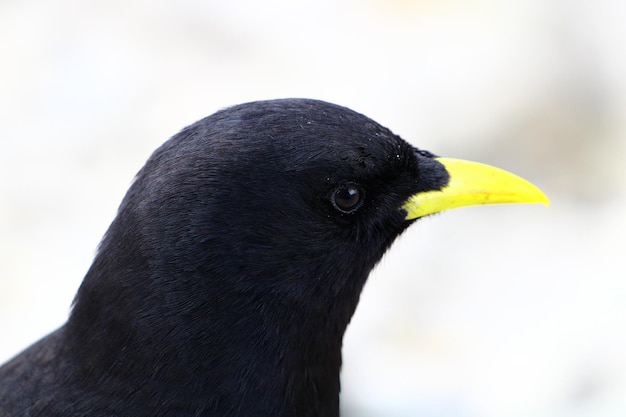 Photo de profil d'un crabe à bec jaune dans l'arrière-plan flou