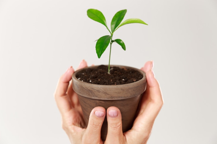 Photo gratuit photo recadrée de mains de femme tenant un pot brun avec une jeune plante