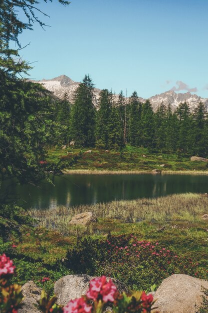 Photo de rivière entre les arbres et l'herbe