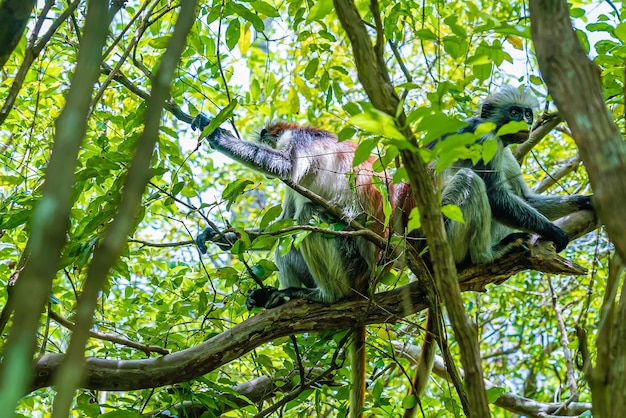 Photo d'un singe Colobus roux en train de s'accoupler sur la branche. Zanzibar, Tanzanie. Piliocolobus tephrosceles