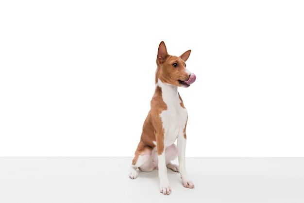 Photo de Studio de chien Basenji isolé sur blanc studio