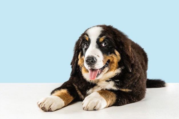 Photo de Studio de chiot berner sennenhund sur fond bleu studio