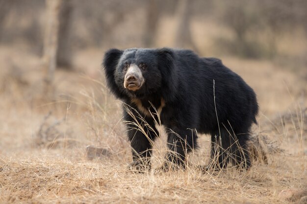 Photo unique d'ours paresseux en Inde