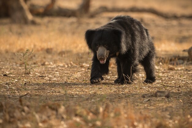 Photo unique d'ours paresseux en Inde