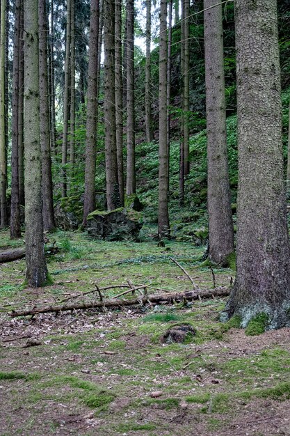 Photo verticale d'arbres alignés dans la forêt