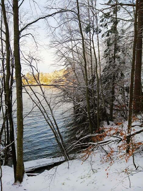 Photo verticale des arbres couverts de neige avec une rivière sous la lumière du soleil sur l'arrière-plan