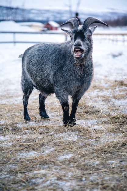 Photo gratuite photo verticale d'une chèvre avec sa bouche ouverte dans le nord de la suède