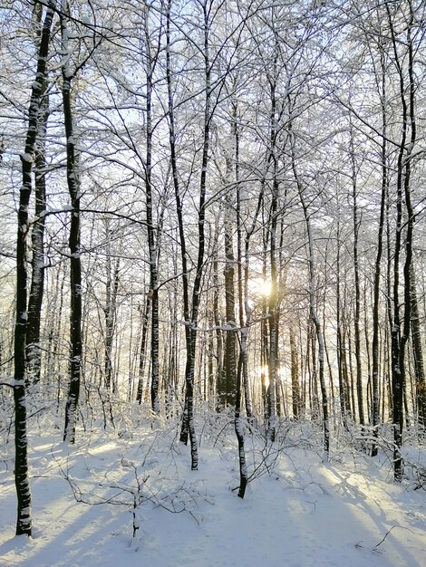 Photo verticale d'une forêt couverte d'arbres et de neige sous la lumière du soleil à Larvik en Norvège